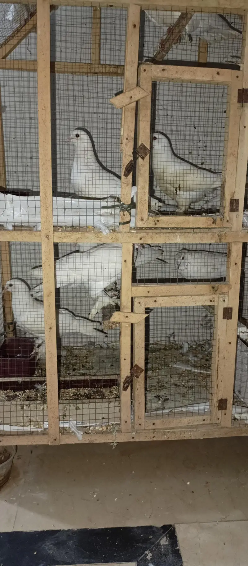 Pamous pigeons 4 Pairs Set Male and female — photo 2