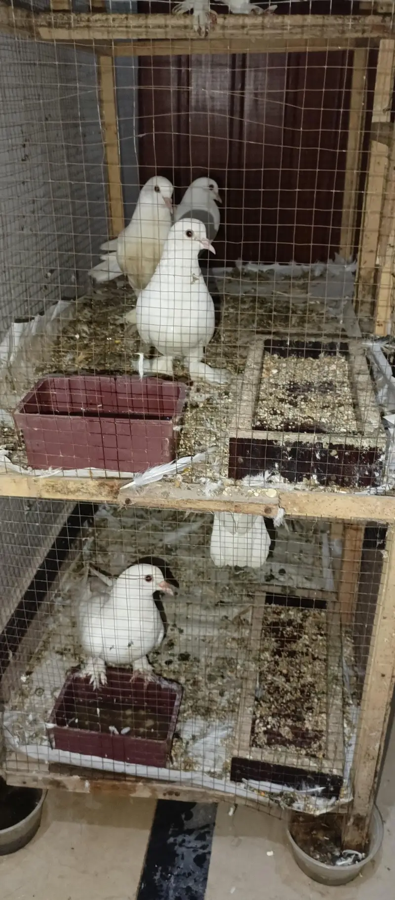 Pamous pigeons 4 Pairs Set Male and female — photo 3