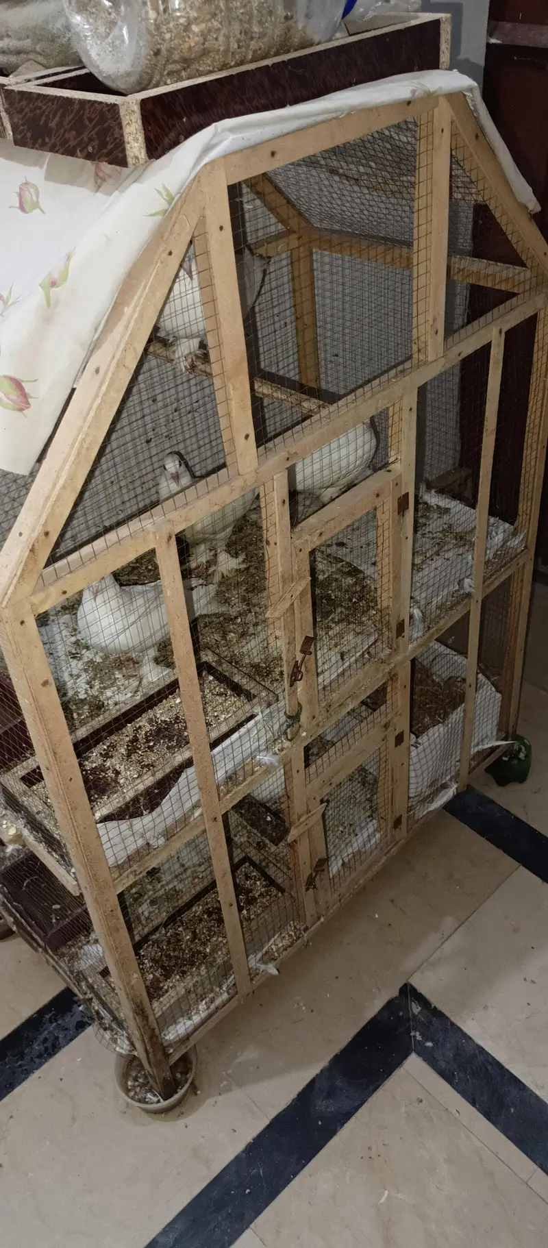 Pamous pigeons 4 Pairs Set Male and female — photo 4