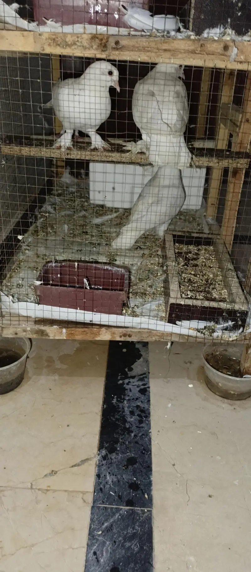 Pamous pigeons 4 Pairs Set Male and female — photo 5