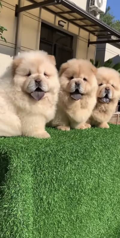 Chow chow pedigree microchipped puppies available for import