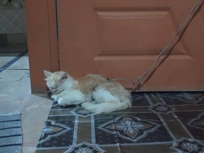 cats triple code