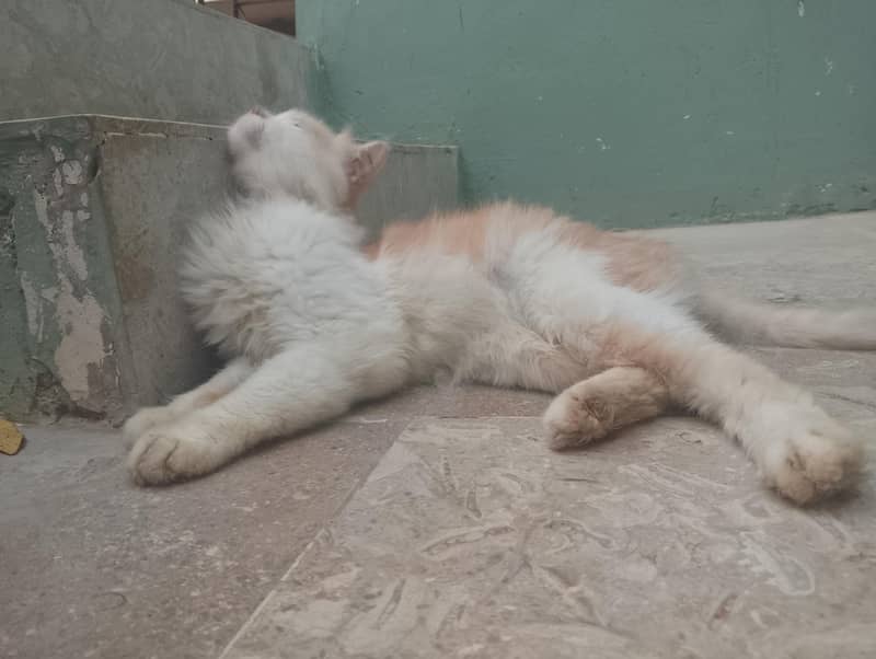 cats triple code 1