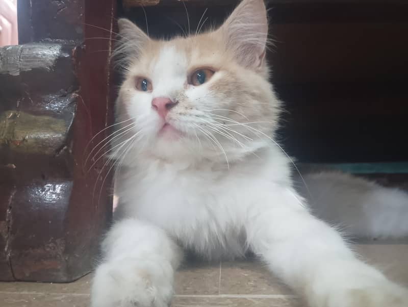 cats triple code 2