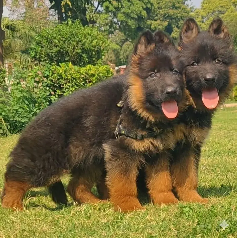 German shepherd proper long coat top quality puppies available for sal — photo 2