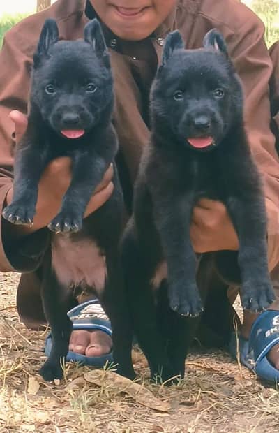 black German Shepherd double coat Jodi 2 month for sale