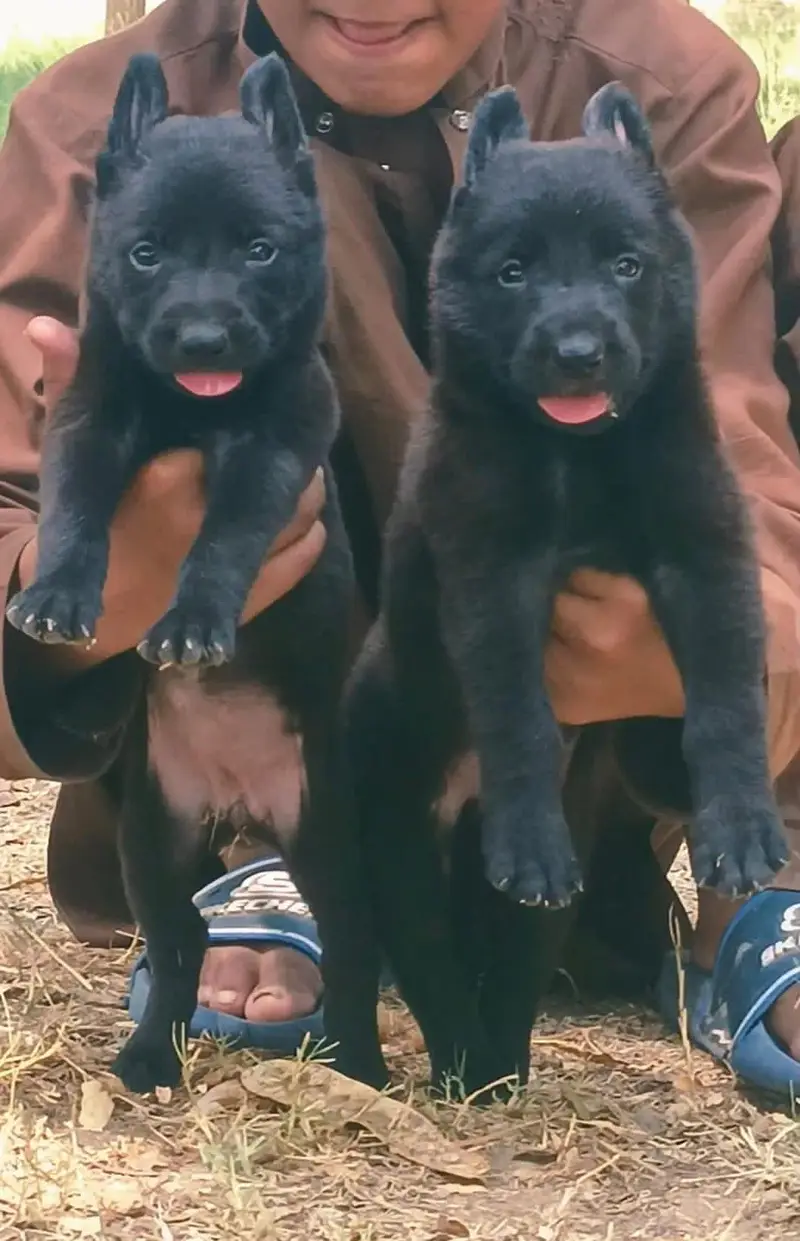 black German Shepherd double coat Jodi 2 month for sale