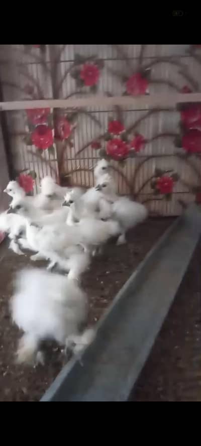 silkie chicks