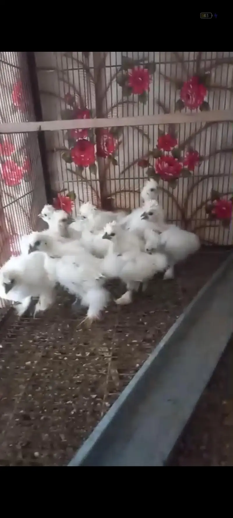 silkie chicks — photo 2