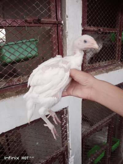 aseel chicks
