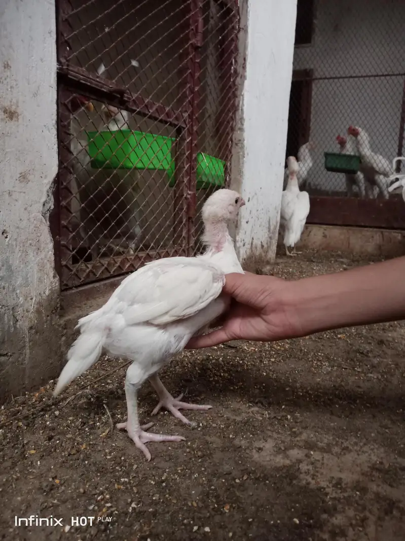 aseel chicks — photo 2