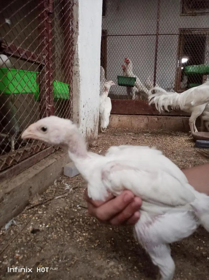 aseel chicks — photo 3