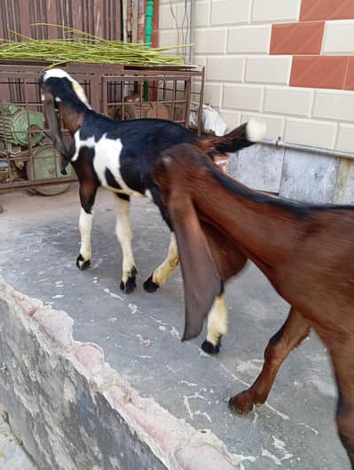 urgent sale male and female bagra daba or pour nagri