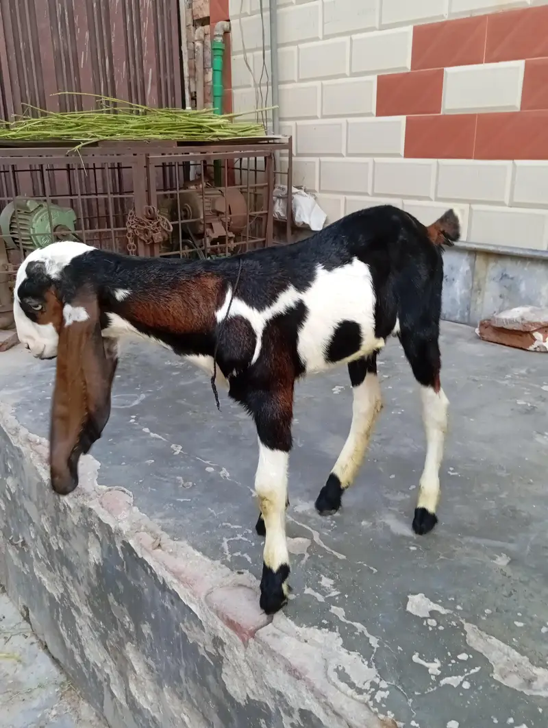 urgent sale male and female bagra daba or pour nagri age 1 month — photo 2