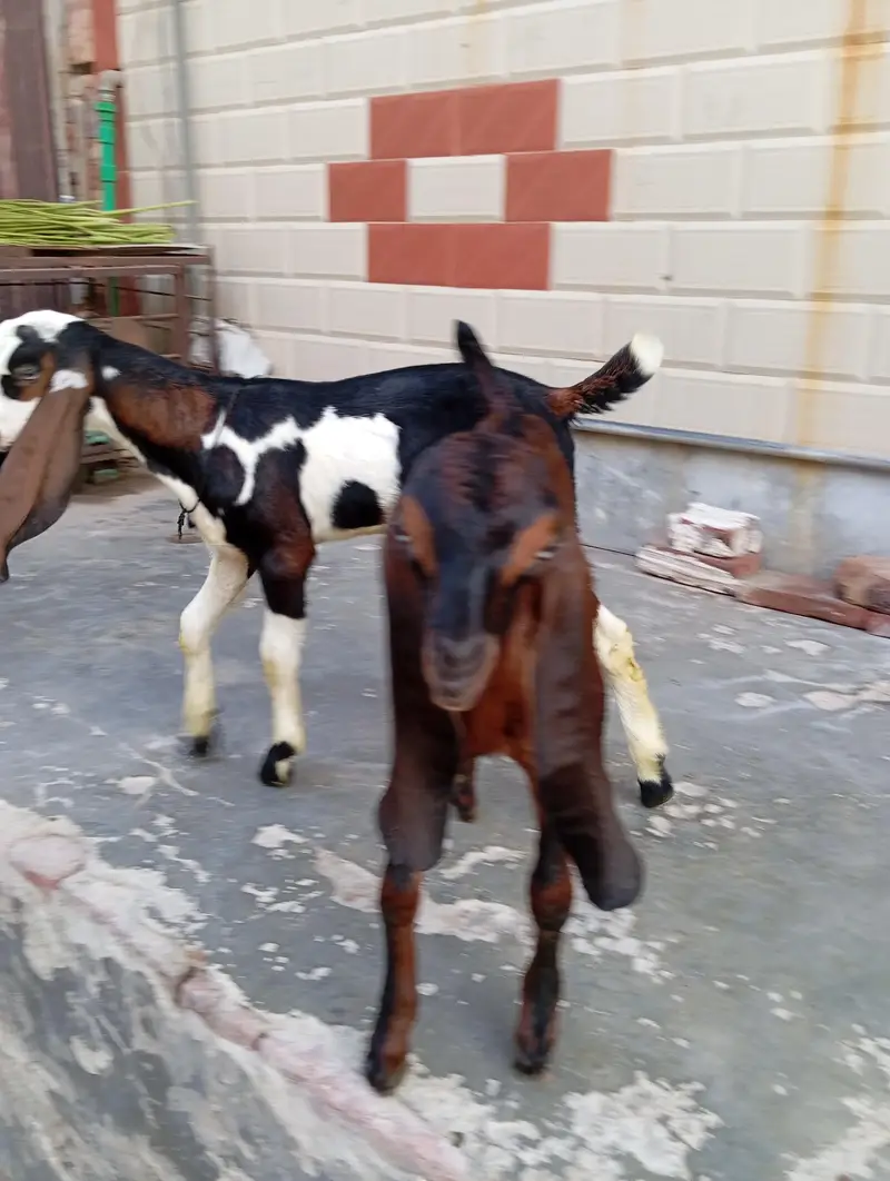 urgent sale male and female bagra daba or pour nagri age 1 month — photo 3