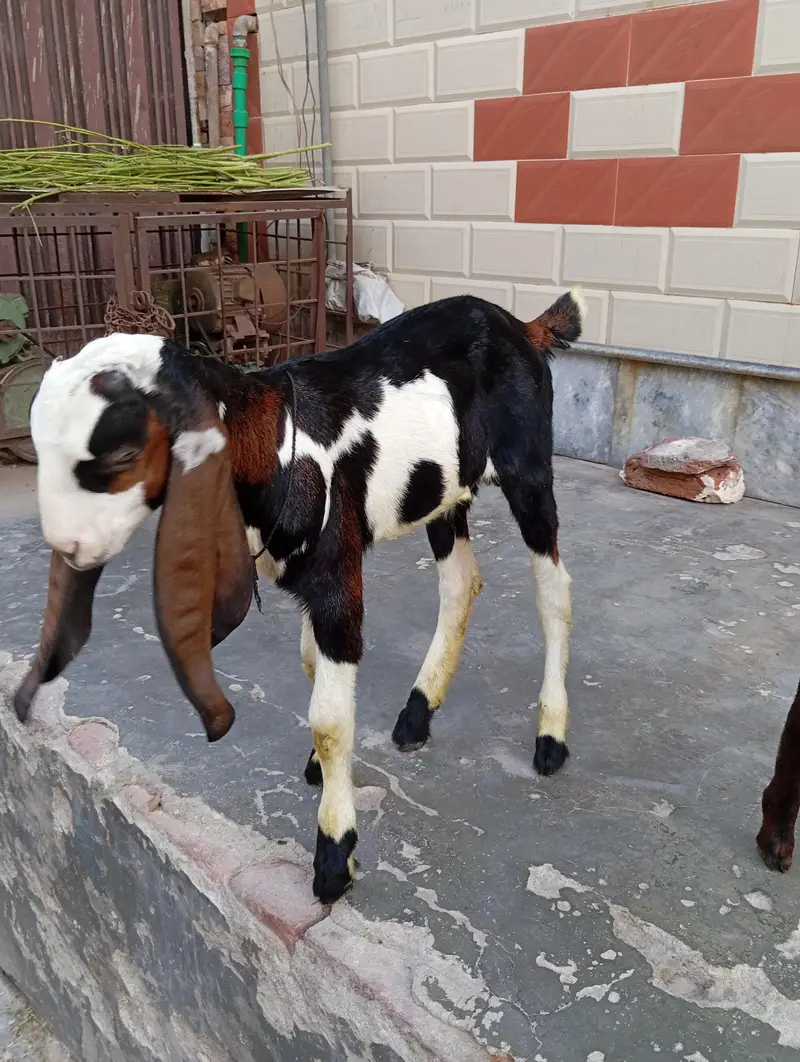 urgent sale male and female bagra daba or pour nagri age 1 month — photo 4