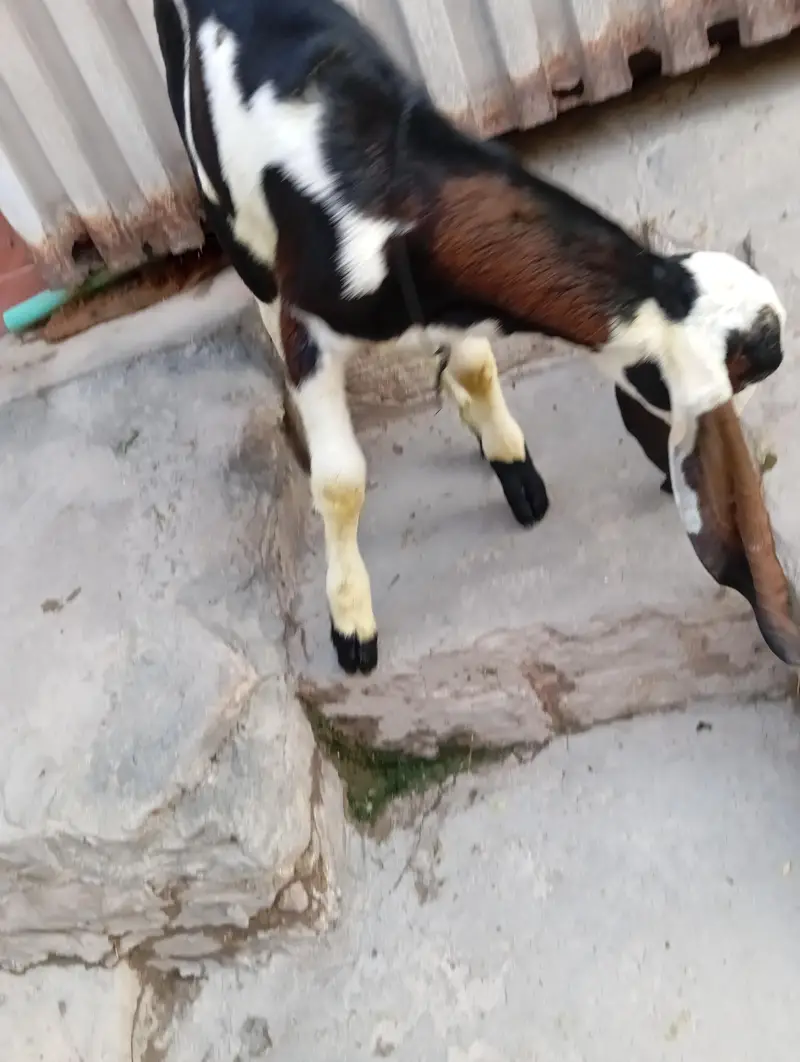 urgent sale male and female bagra daba or pour nagri age 1 month — photo 5