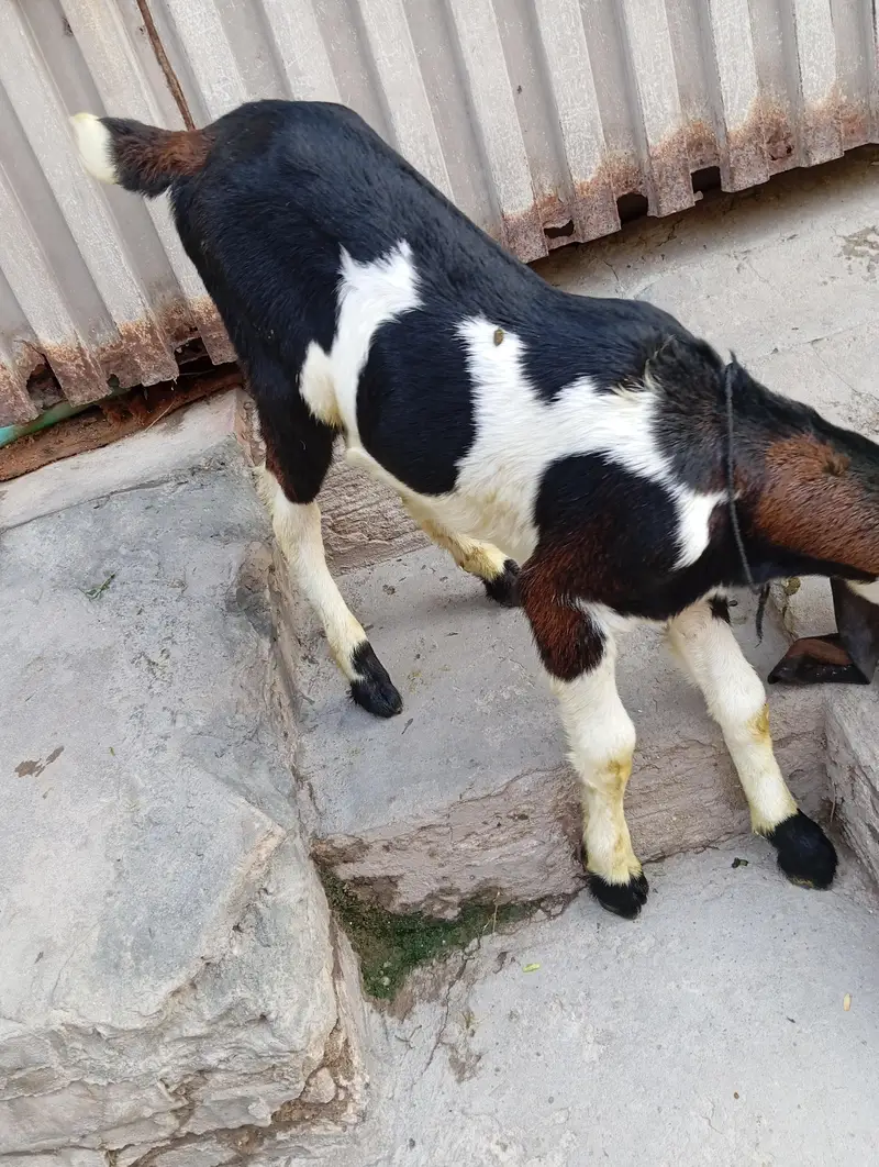 urgent sale male and female bagra daba or pour nagri age 1 month — photo 6