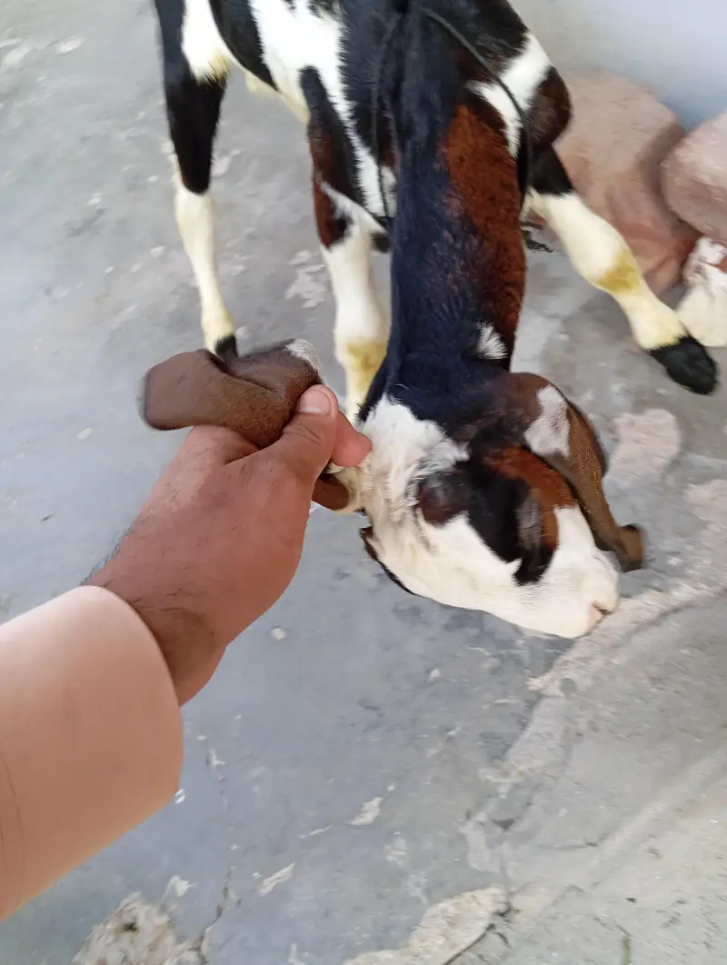 urgent sale male and female bagra daba or pour nagri age 1 month — photo 7