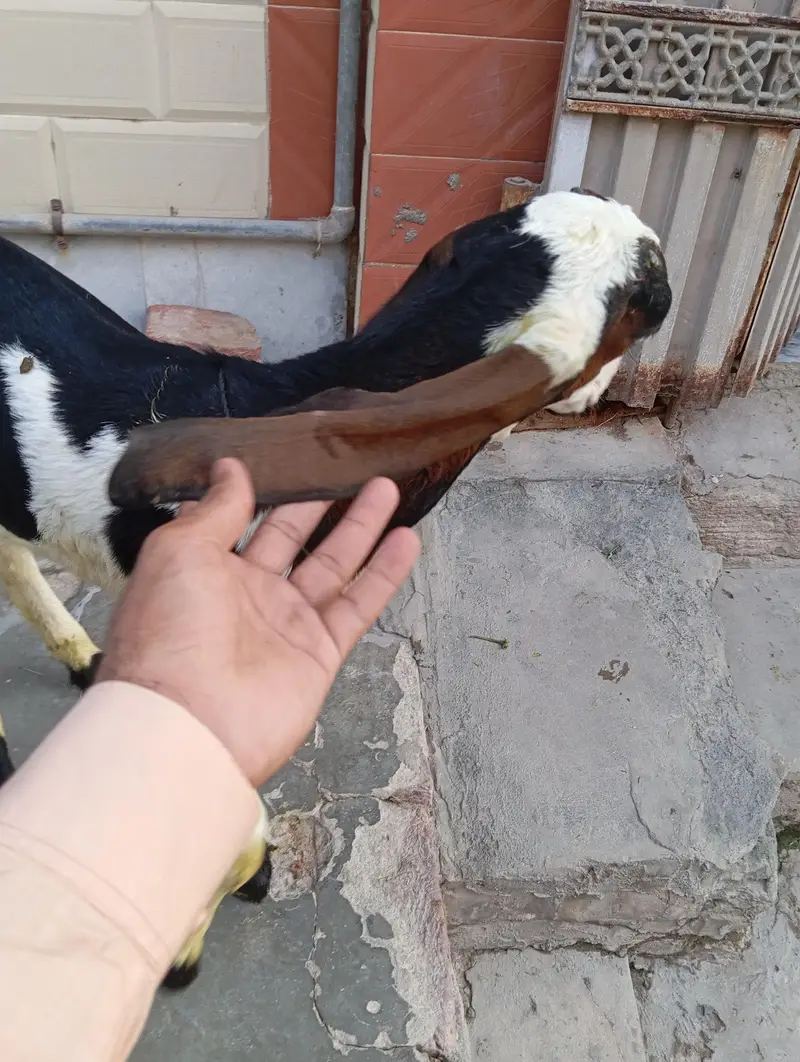 urgent sale male and female bagra daba or pour nagri age 1 month — photo 8