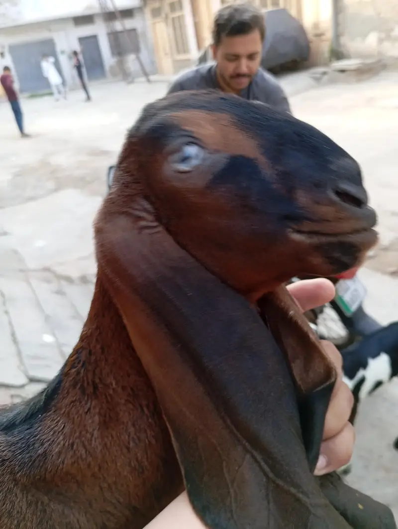 urgent sale male and female bagra daba or pour nagri age 1 month — photo 9