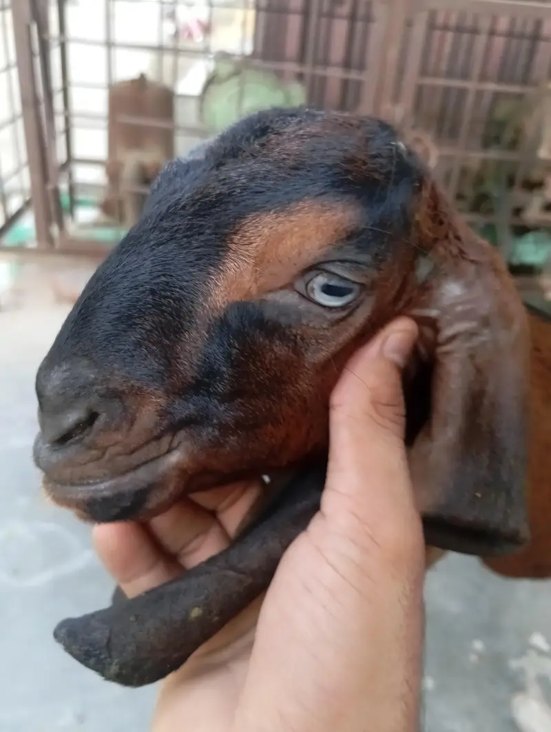 urgent sale male and female bagra daba or pour nagri age 1 month — photo 10
