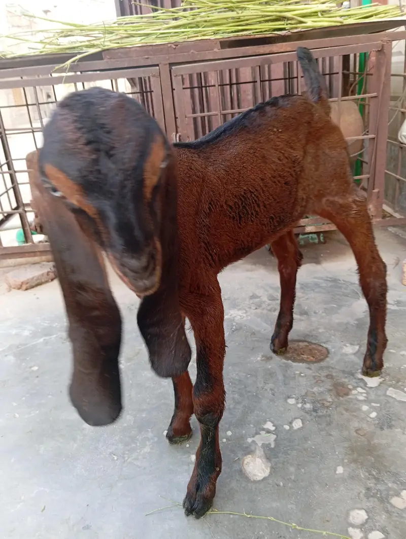 urgent sale male and female bagra daba or pour nagri age 1 month — photo 11