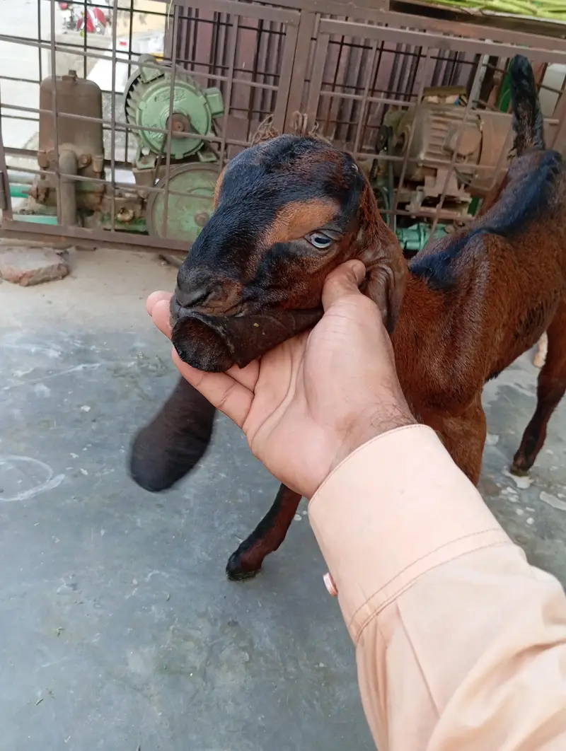 urgent sale male and female bagra daba or pour nagri age 1 month — photo 12