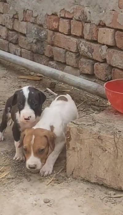 Pakistani mastiff bully for sale parents video available