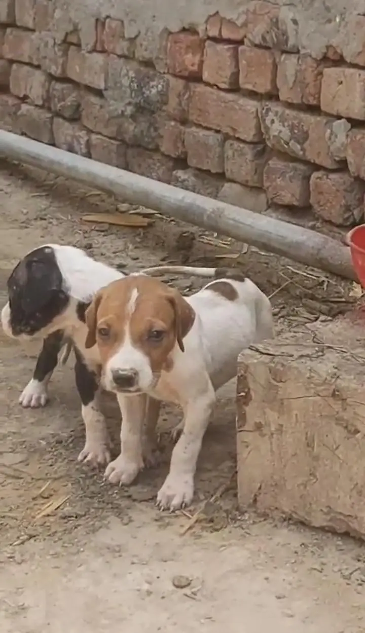 Pakistani mastiff bully for sale parents video available — photo 2