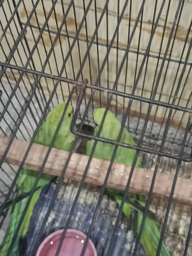 pair hai male female abi bachy age 3 month — photo 2