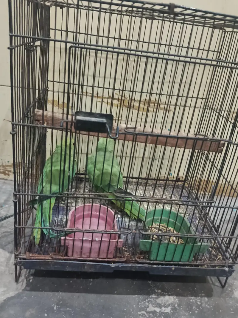 pair hai male female abi bachy age 3 month — photo 3