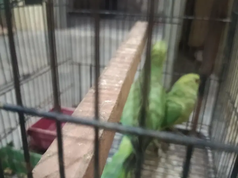 pair hai male female abi bachy age 3 month — photo 4