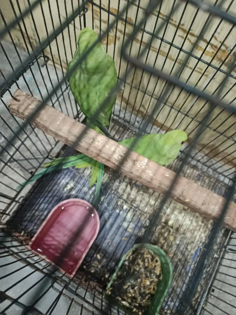 pair hai male female abi bachy age 3 month — photo 5