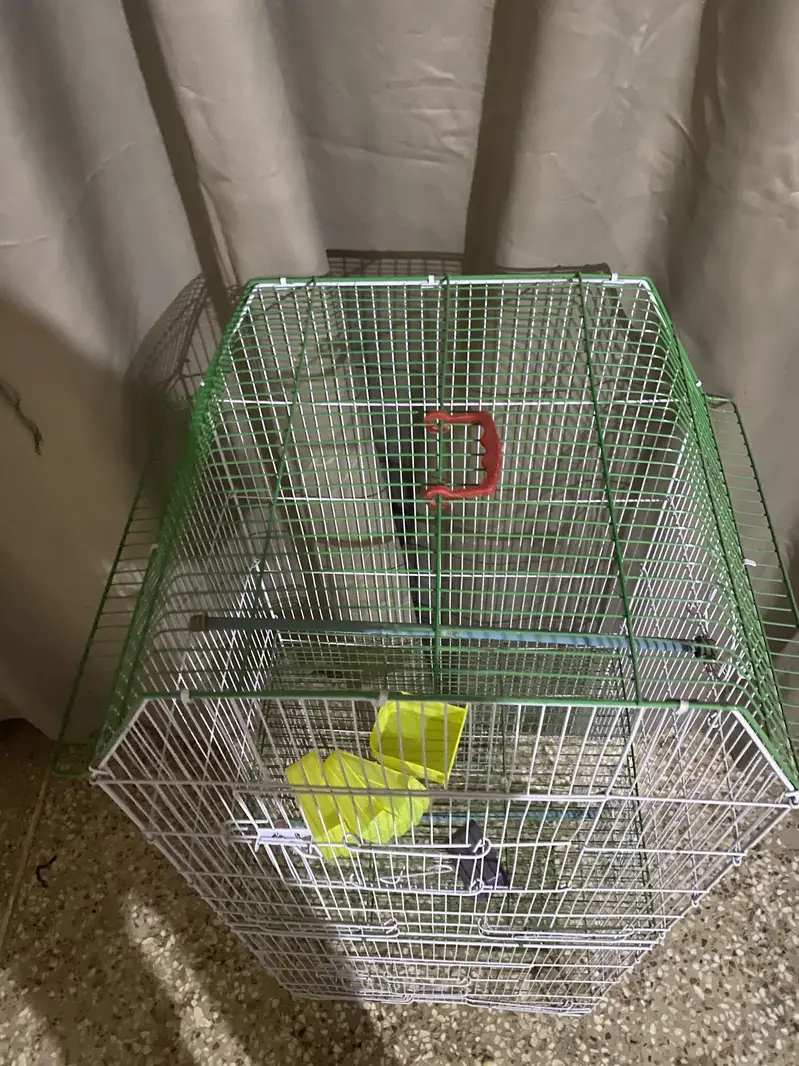 Double cage for sell — photo 3