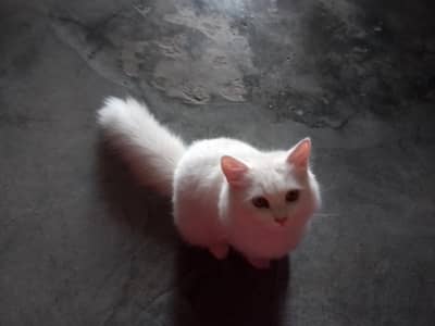  cat