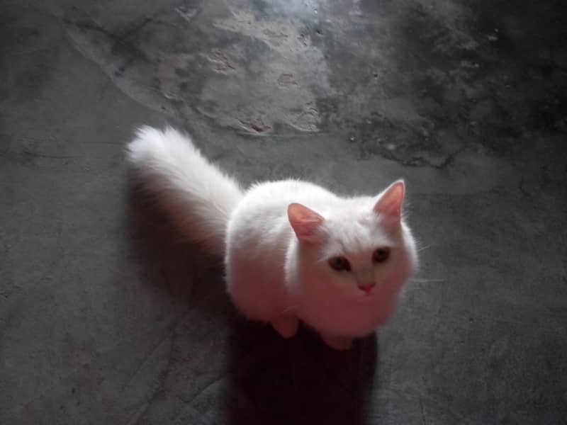 cat 0
