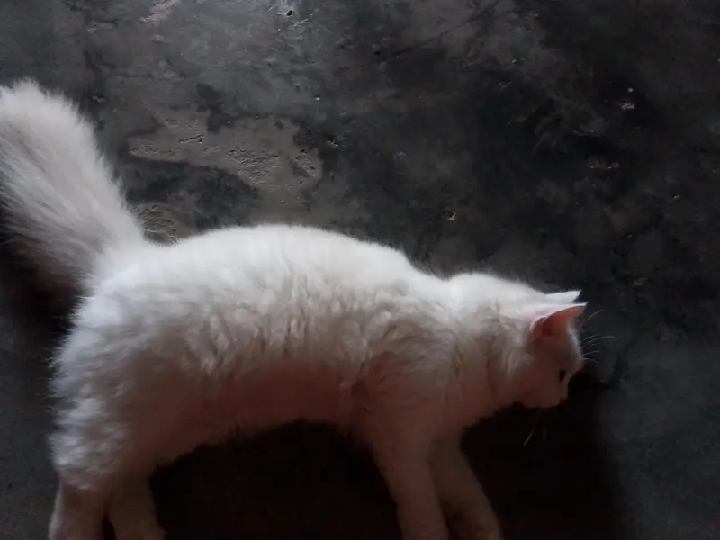  cat — photo 3