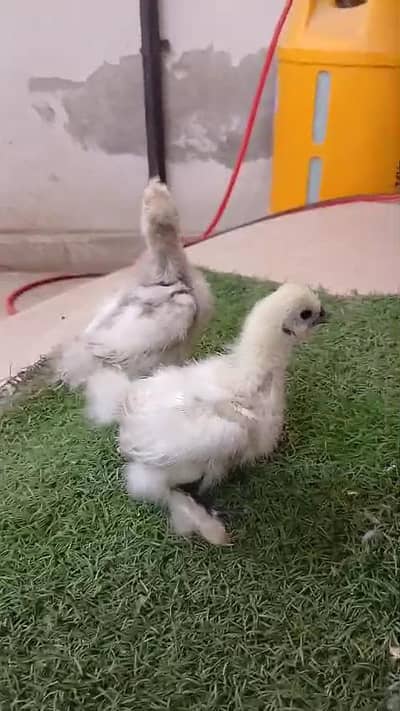 White silky light brahma Black brahma light Sussex chicks available