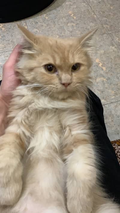 Persian kitten