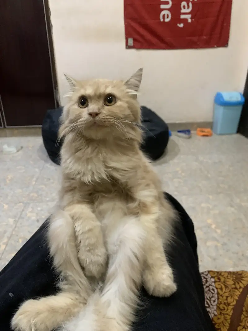 Persian kitten — photo 2