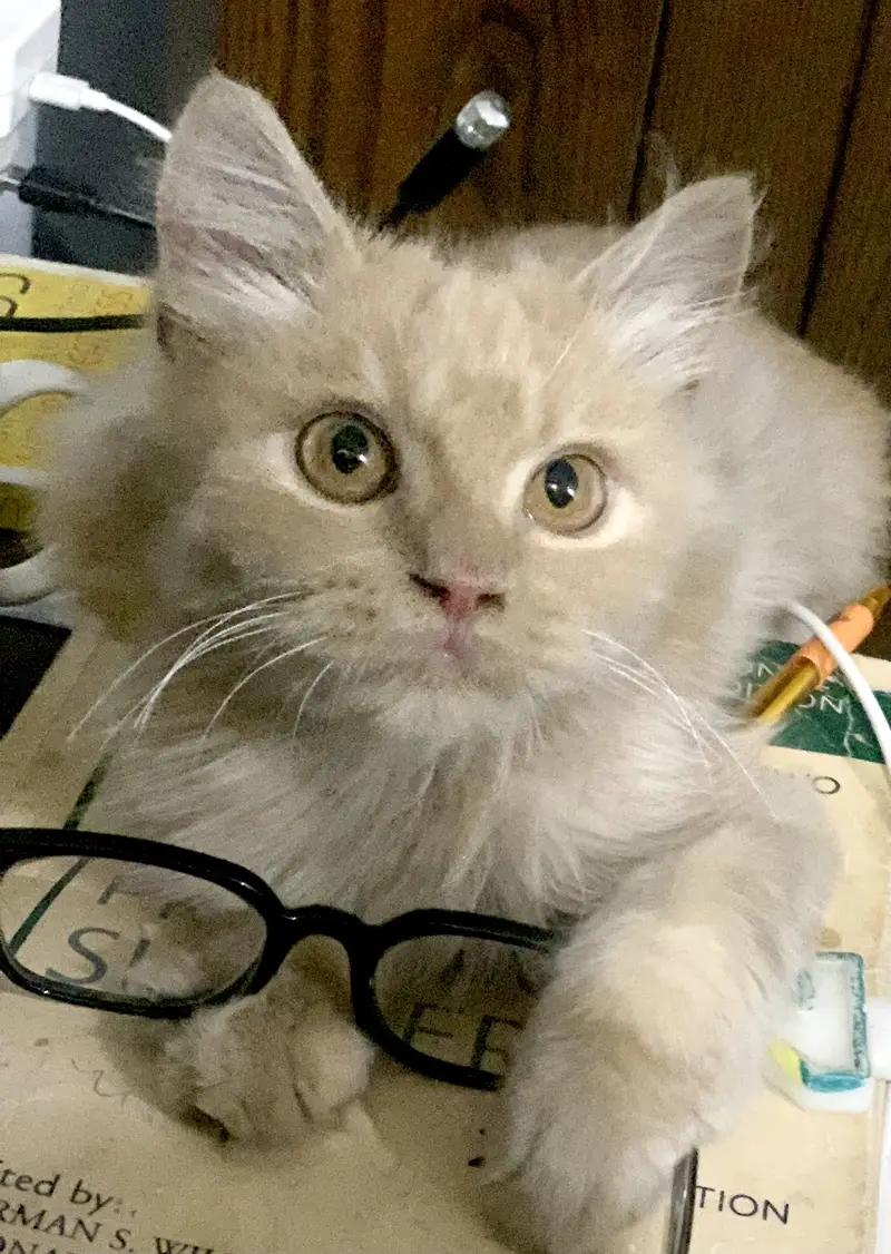 Persian kitten — photo 3