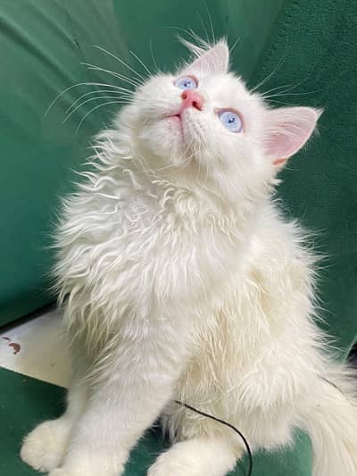 Beautiful Blue Eyes Persian Male Kitten | 4 Months | Pure White