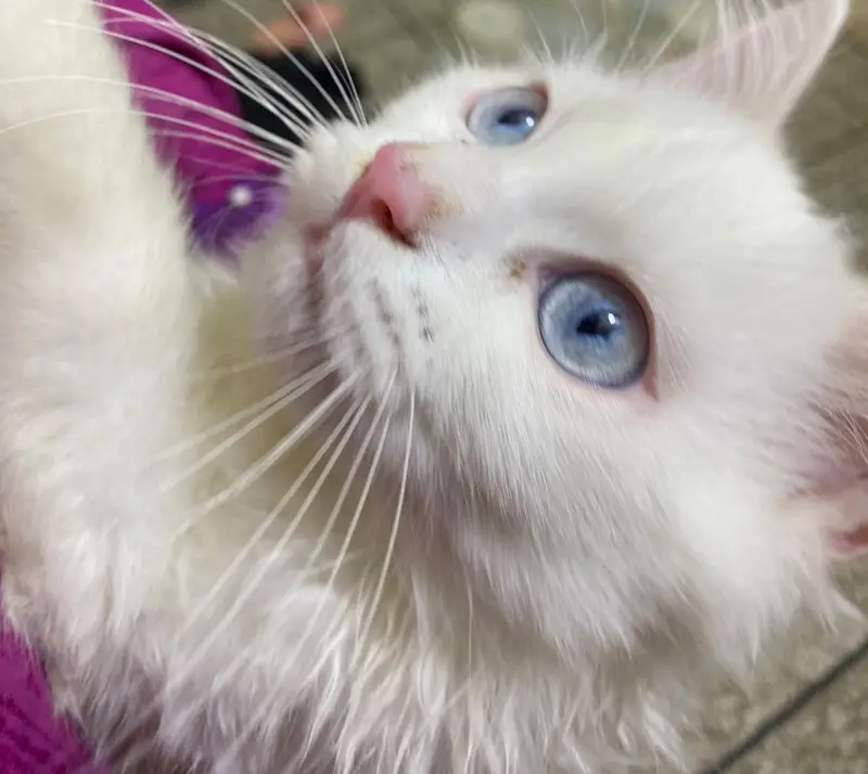 Beautiful Blue Eyes Persian Male Kitten | 4 Months | Pure White — photo 2