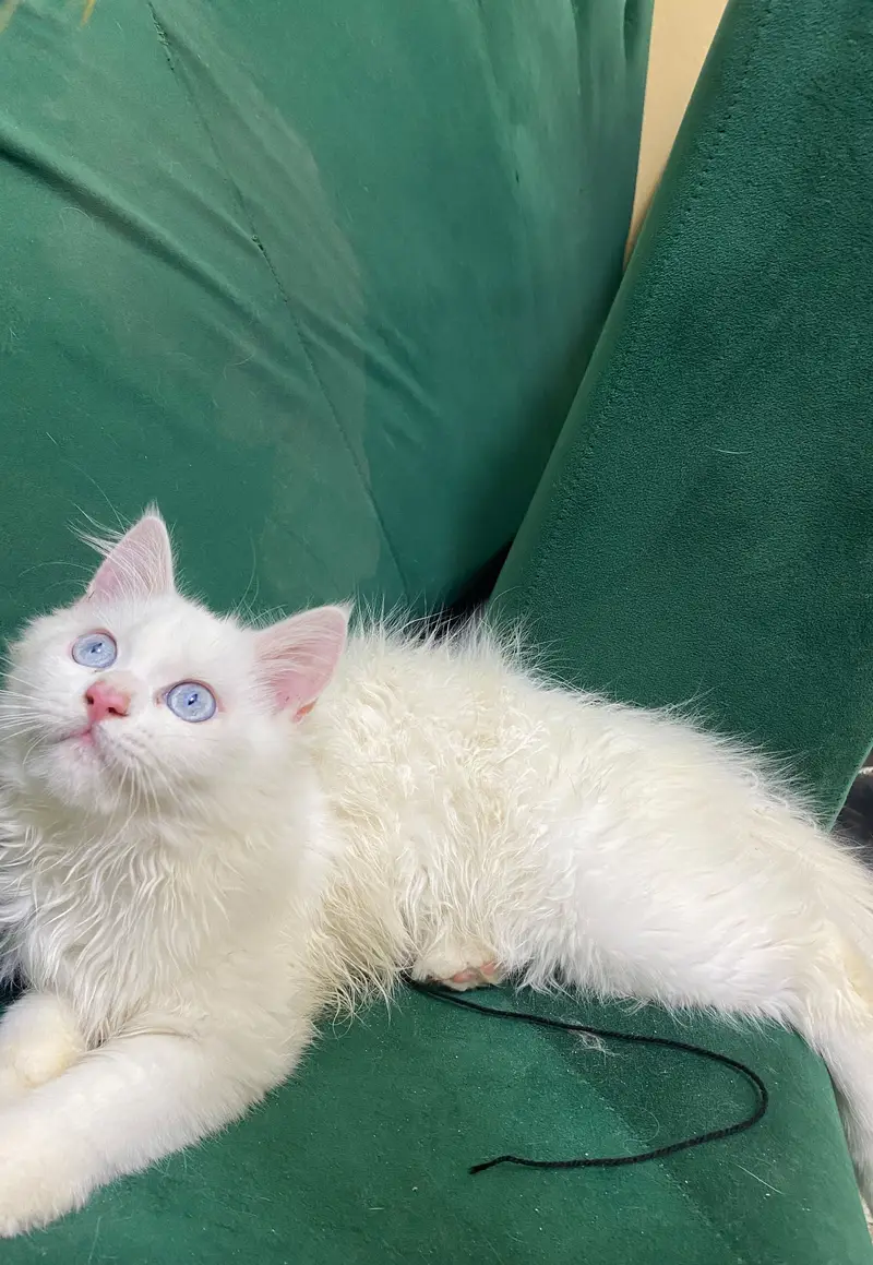 Beautiful Blue Eyes Persian Male Kitten | 4 Months | Pure White — photo 3