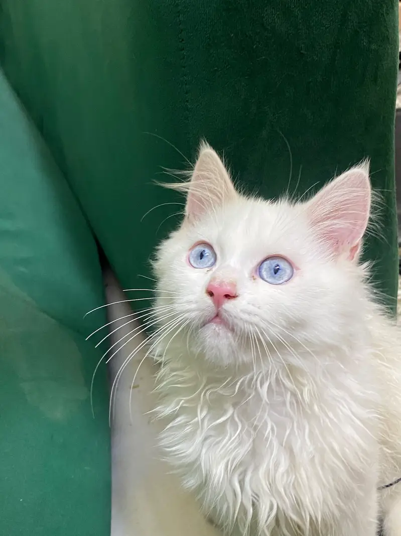 Beautiful Blue Eyes Persian Male Kitten | 4 Months | Pure White — photo 4