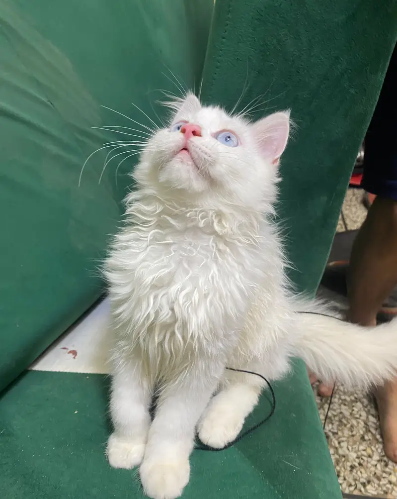 Beautiful Blue Eyes Persian Male Kitten | 4 Months | Pure White — photo 5