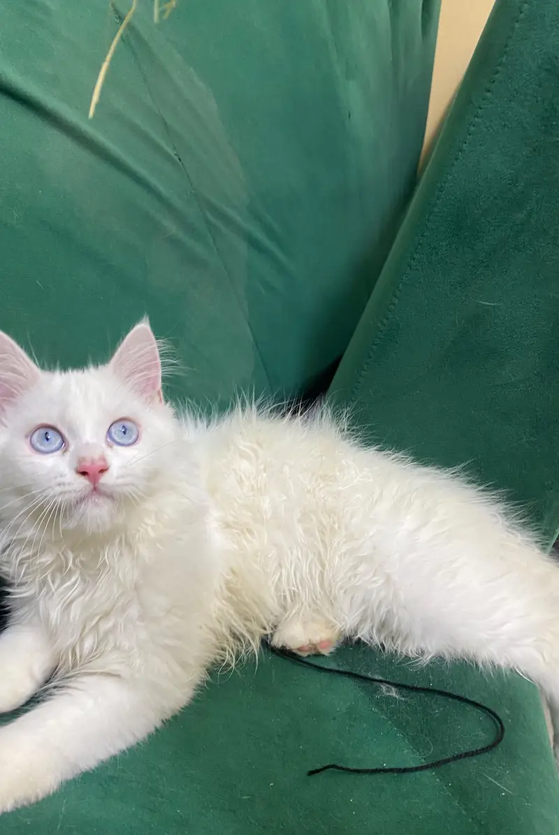 Beautiful Blue Eyes Persian Male Kitten | 4 Months | Pure White — photo 6