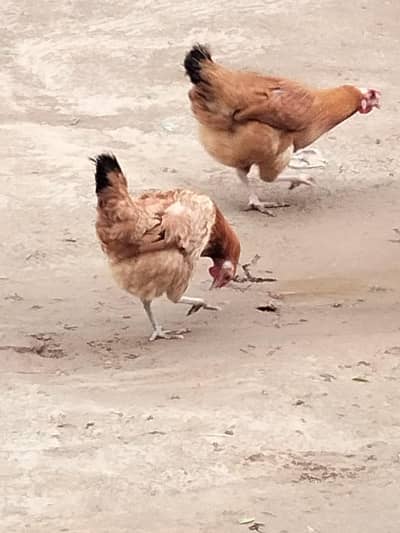 pure desi and golden msri