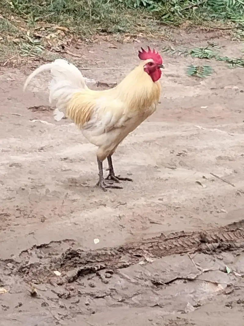 pure desi and golden msri — photo 2